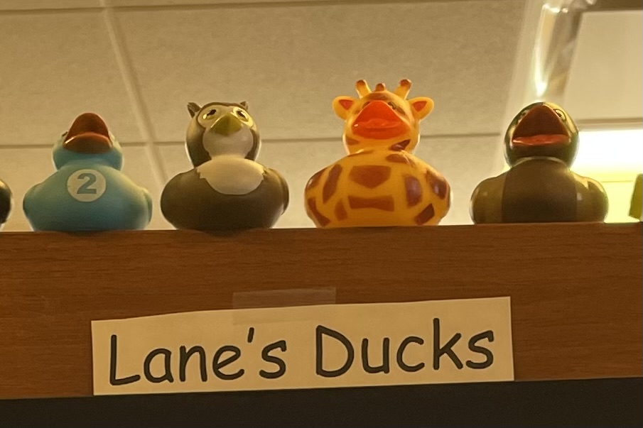 ducks